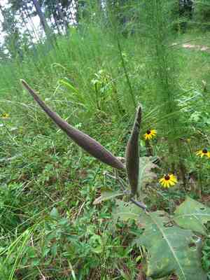 Redring milkweed(Asclepias variegata)
