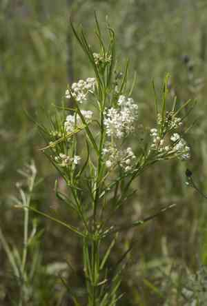 Whorled Milkweed(Asclepias verticillata)