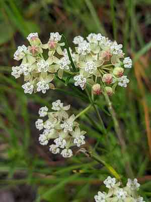 Whorled Milkweed(Asclepias verticillata)