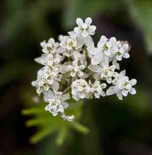 Whorled Milkweed(Asclepias verticillata)