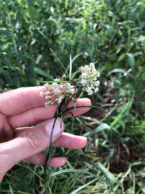 Whorled Milkweed(Asclepias verticillata)