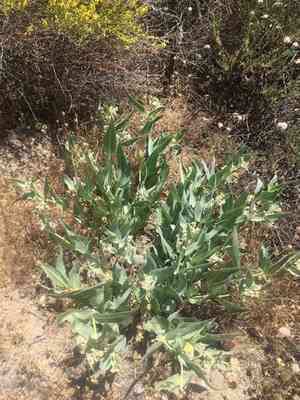 Parish's woolly milkweed(Asclepias vestita)