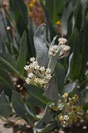 Parish's woolly milkweed(Asclepias vestita)