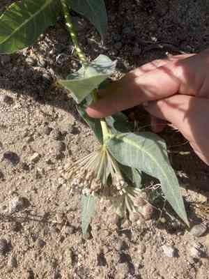 Parish's woolly milkweed(Asclepias vestita)