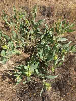Parish's woolly milkweed(Asclepias vestita)