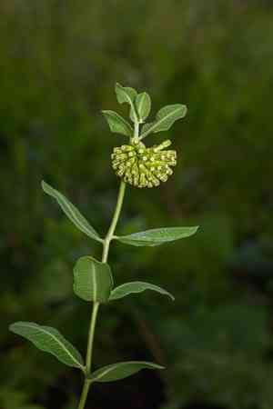 Green comet milkweed(Asclepias viridiflora)