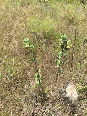 Green comet milkweed(Asclepias viridiflora)