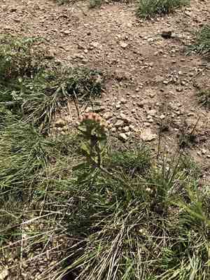 Green comet milkweed(Asclepias viridiflora)