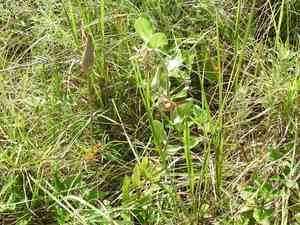 Green comet milkweed(Asclepias viridiflora)