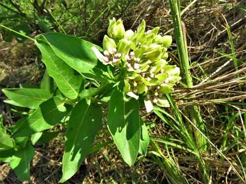 Green milkweed(Asclepias viridis)