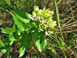 Green milkweed(Asclepias viridis)
