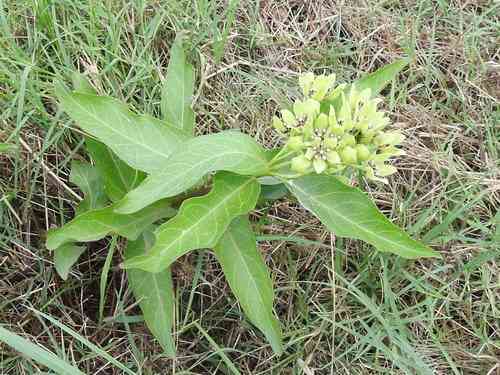 Green milkweed(Asclepias viridis)