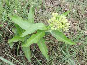 Green milkweed(Asclepias viridis)