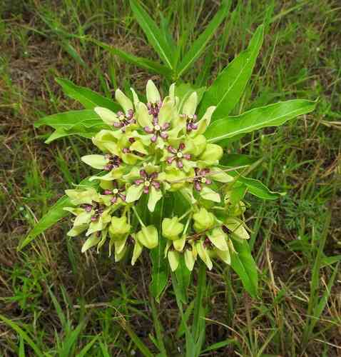 Green milkweed(Asclepias viridis)