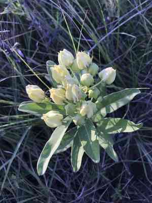 Green milkweed(Asclepias viridis)