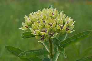 Green milkweed(Asclepias viridis)