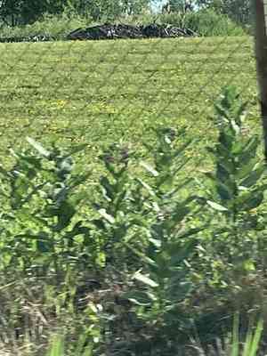 Milkweeds (Asclepias)(Asclepias)