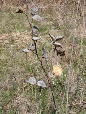 Milkweeds (Asclepias)(Asclepias)