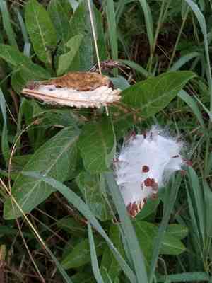 Milkweeds (Asclepias)(Asclepias)