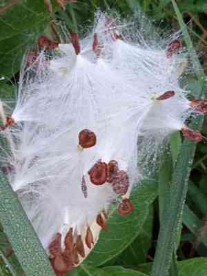 Milkweeds (Asclepias)(Asclepias)