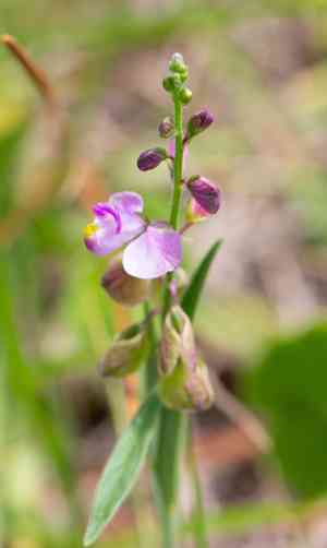 Showy milkwort(Asemeia grandiflora)