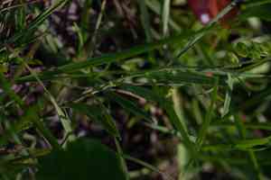 Showy milkwort(Asemeia grandiflora)