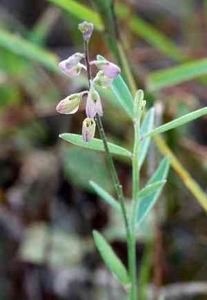 Showy milkwort(Asemeia grandiflora)