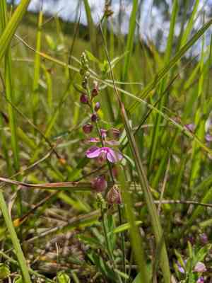 Showy milkwort(Asemeia grandiflora)