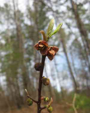 Small-flower pawpaw(Asimina parviflora)