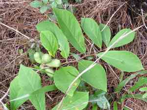 Small-flower pawpaw(Asimina parviflora)