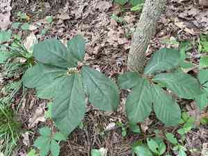 Small-flower pawpaw(Asimina parviflora)