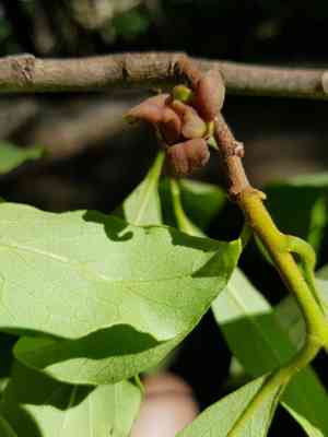 Small-flower pawpaw(Asimina parviflora)