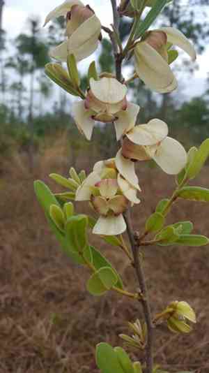 Netted pawpaw(Asimina reticulata)
