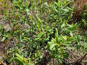 Netted pawpaw(Asimina reticulata)