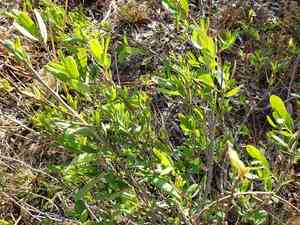 Netted pawpaw(Asimina reticulata)