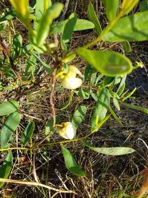 Netted pawpaw(Asimina reticulata)