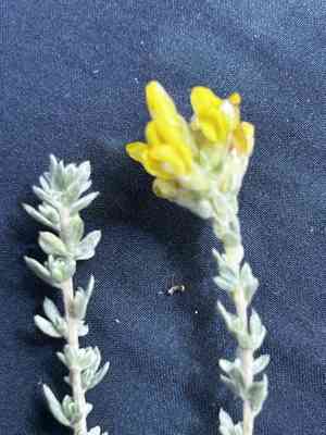 Aspalathus quinquefolia(Aspalathus quinquefolia)