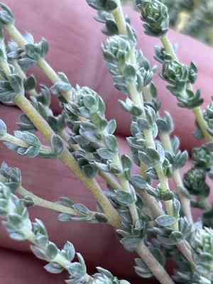 Aspalathus quinquefolia(Aspalathus quinquefolia)