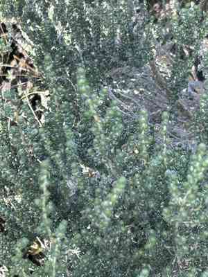 Aspalathus quinquefolia(Aspalathus quinquefolia)