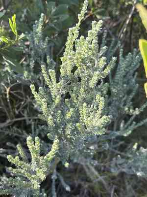 Aspalathus quinquefolia(Aspalathus quinquefolia)