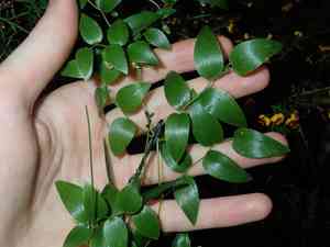 Bridal creeper(Asparagus asparagoides)