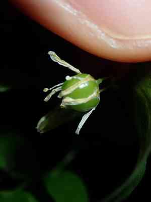 Bridal creeper(Asparagus asparagoides)