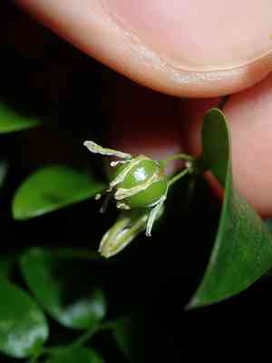 Bridal creeper(Asparagus asparagoides)