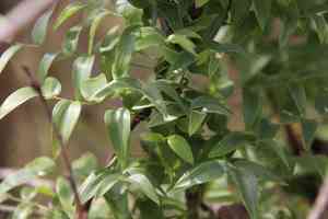 Bridal creeper(Asparagus asparagoides)