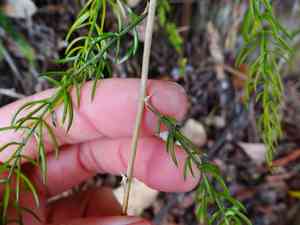 Wild asparagus(Asparagus cochinchinensis)