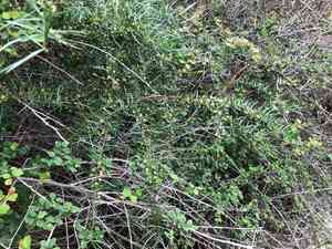 Wild asparagus(Asparagus cochinchinensis)