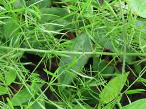 Wild asparagus(Asparagus cochinchinensis)