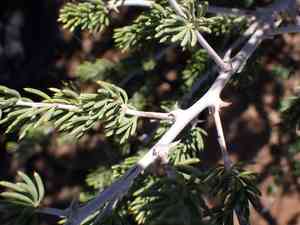 Grey asparagus(Asparagus mucronatus)