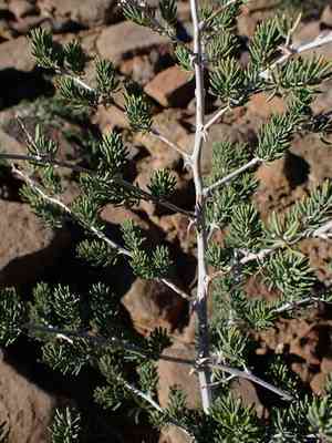 Grey asparagus(Asparagus mucronatus)