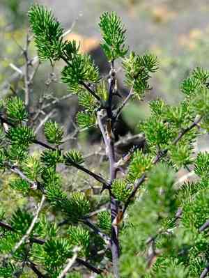 Grey asparagus(Asparagus mucronatus)